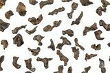 Lot: Small Sericho Pallasite Meteorite Metal Skeletons ( grams) #267020-1